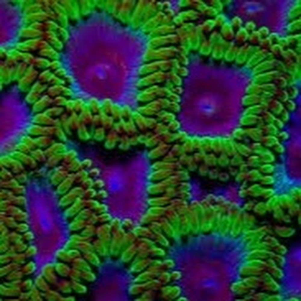 Meet your Posher, Morgan